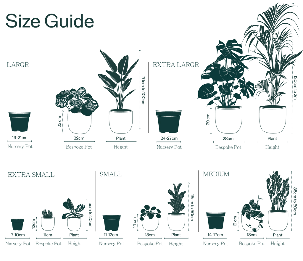 Plant pot sizes chart