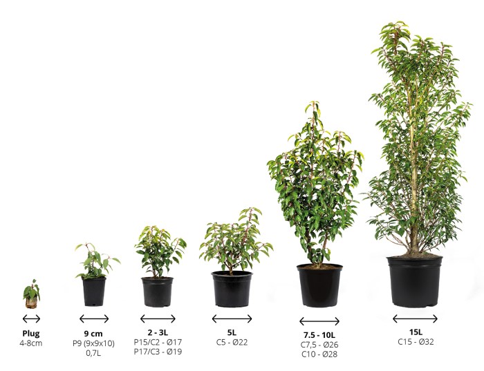 Plant Nursery Pot Sizes A Growers Guide