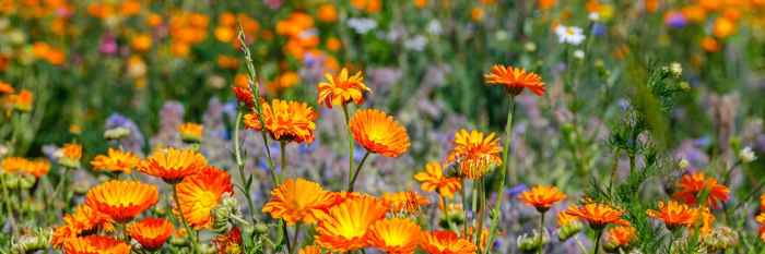 What flowers to plant in april