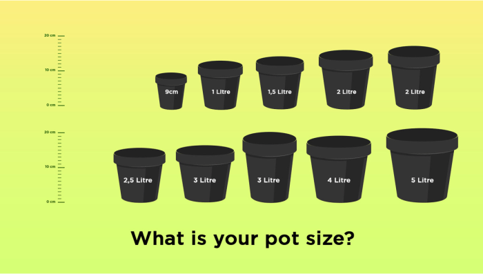 Plant pot size sizes plants different tube 50mm trees picture guide examples much daleysfruit au