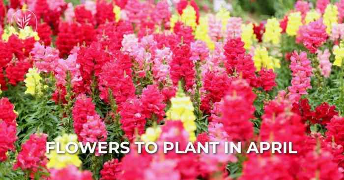 What Flowers to Plant in April