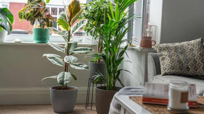 Large pot plant ideas